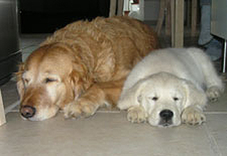 Hunde, Welpe, Golden Retriever